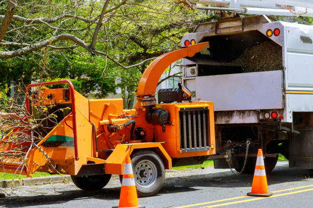 How Our Tree Care Process Works  in  Dixon, IL