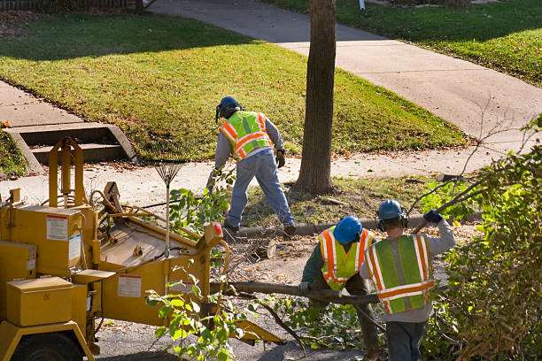 Reliable Dixon, IL Tree Services Solutions